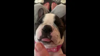 AMAZINGLY FUNNY Boston Terrier Dog Breed Compilation!