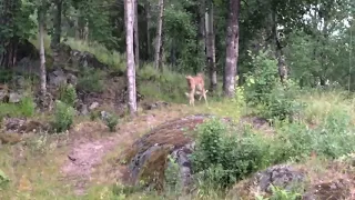 Два зайца дерутся. Дикие зайцы устроили побоище. Швеция.