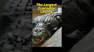 The largest Crocodile Ever Captured #lolong #crocodile #shorts