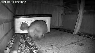 Hogcam 2: How many hedgehogs?