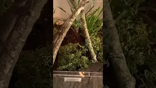 GREEN ANOLE FEEDING!!!/SUBSCRIBE