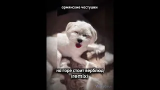 Армянские частушки- на горе стоит верблюд (remix)