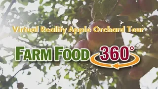 360° Canadian Apple Orchard Tour