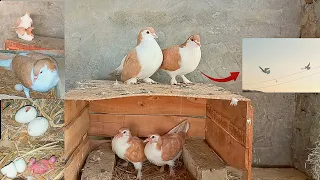 Two Eggs Two Chicks From 1 Day To 37 Days Red Shirazi Baby Pigeon