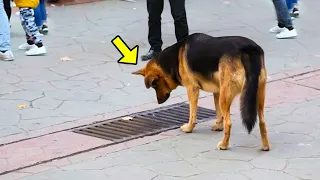 Dog Looked Into A Storm Drain Every Day. When It Was Opened, People SCREAMED In Horror!