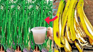 YOU WILL NEVER THROW AWAY BANANA PEELS AFTER WATCHING THIS VIDEO - BANANA PEEL FERTILIZER - garden