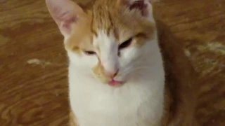 Stimpys Blep