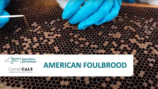 American Foulbrood