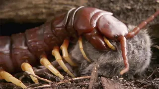 Giant centipede eater of mice and reptiles!