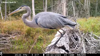 The Great Blue Heron at Log Cam 2  9/2020