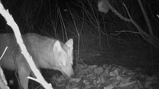 Coyotes At My Bait Station