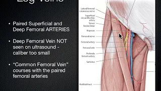 DVT Ultrasound/ deep vein thrombosis