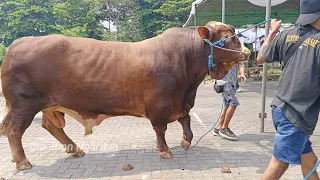 BEJO APAKAH PERTAHANKAN TAHTA JUARA SAPI TERBESAR DI KELASNYA‼️