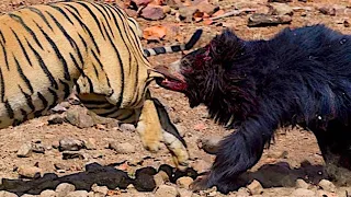 Хищники в Деле, 10 Самых Эпичных Битв Диких Животных Снятых на Камеру "за 5 Минут"