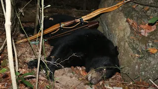 Black Bear Hunt With Primitive Selfbow And  Stone Tipped Arrow