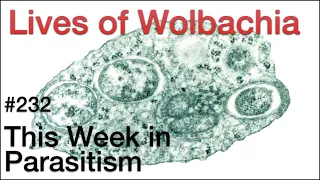 TWiP 232: Lives of Wolbachia