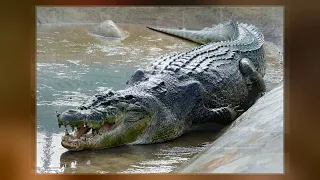 The Story of Crocodile "GUSTAVE"  - RUSIZI National Park - Rusizi River -