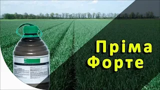 Пріма форте - гербіцид на зернові