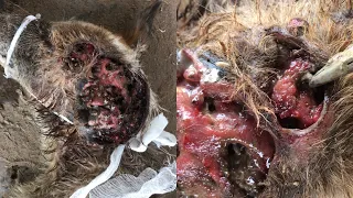 MAGGOTS REMOVED FROM STRAY DOG 🐕/Maggots Wound