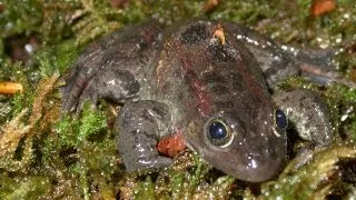 Help Save the Oregon Spotted Frog in British Columbia