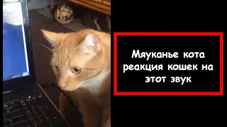 Мяуканье кота реакция кошек на этот звук!