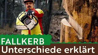 Fallkerb Unterschiede erklärt - vermeide diese Fehler!