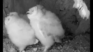 Barn Owl Foster Babies Mob Dad | Discover Wildlife | Robert E Fuller