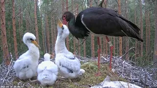 ПТАШЕНЯТА РОСТУТЬ. ЛЕЛЕКА ЧОРНИЙ. ЕСТОНІЯ 20-6-22 - THE CHICKENS ARE GROWING. STORK BLACK.  ESTONIA