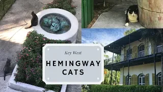 Hemingway Cats in Key West