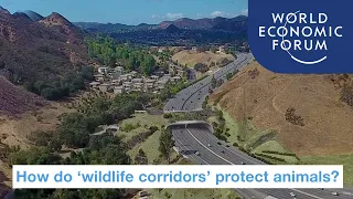 How 'wildlife corridors' are protecting animals | UpLink