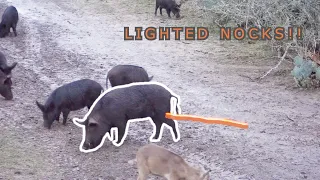 BOWHUNTING HIGHLIGHT REEL!! LIGHTED NOCKS!