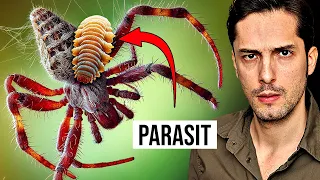 Parasit tötet Spinnen auf grausame Art und Weise!