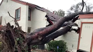 Level 4 storm: Massive tree falls on Bay Area townhome