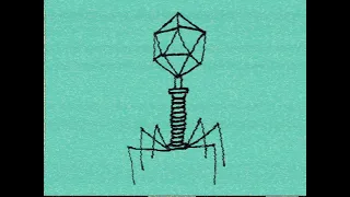 DM DOKURO - bacteriophage