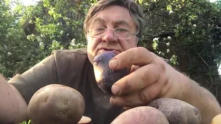 Как правильно резать картошку перед посадкой
