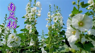 Blooming hollyhock flowers and hydrangea in the Rice Fields. #4K #タチアオイ