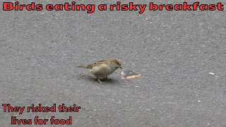 A pigeon and sparrows eating food in the middle of the road