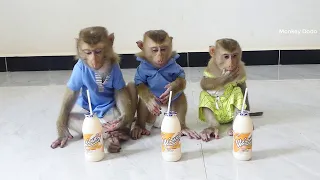 Three Little Orderly Sitting Waiting For Milk By Using Straw To Drink