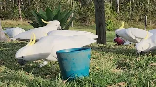 Wild Cockatoos Feeding in the Afternoon Glow.