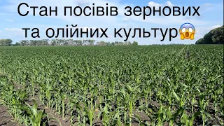 75 днів без дощу‼️ Як себе почувають рослини❓В цьому році буде дороге все😱