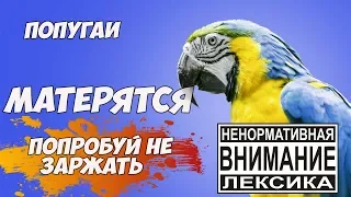 ПОПРОБУЙ НЕ ЗАРЖАТЬ★ПТИЦЫ МАТЕРЯТСЯ★ПРИКОЛЫ С ПОПУГАЯМИ★СМЕШНО 100%★