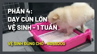 Dạy chó đi vệ sinh đúng chỗ trong 1 tuần (cũ-đã có cách mới 2023 | Successful dog potty training