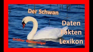 Der Schwan