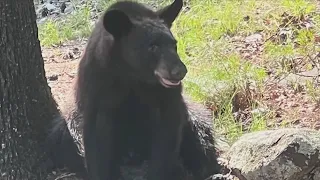 Hot Springs Village residents report black bear sightings, forester explains why they might be there