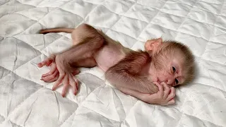 Baby Monkey DORN Stay In Natural Outfits Atter Bathing