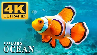 Experience the beauty and tranquility of an aquarium in 4K with Color of the Ocean, Sounds of Nature