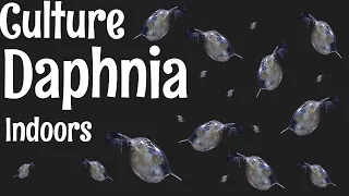 How to Culture Daphnia
