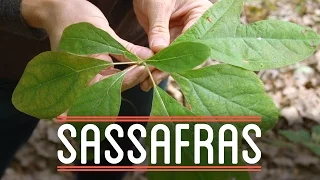 Sassafras | How to Make Everything: Root Beer Float (5/7)