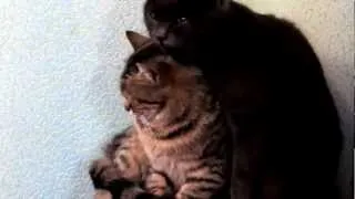 funny cats Смешные коты