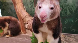 Lunchtime for tree kangaroos